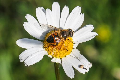 Eristalis tenax